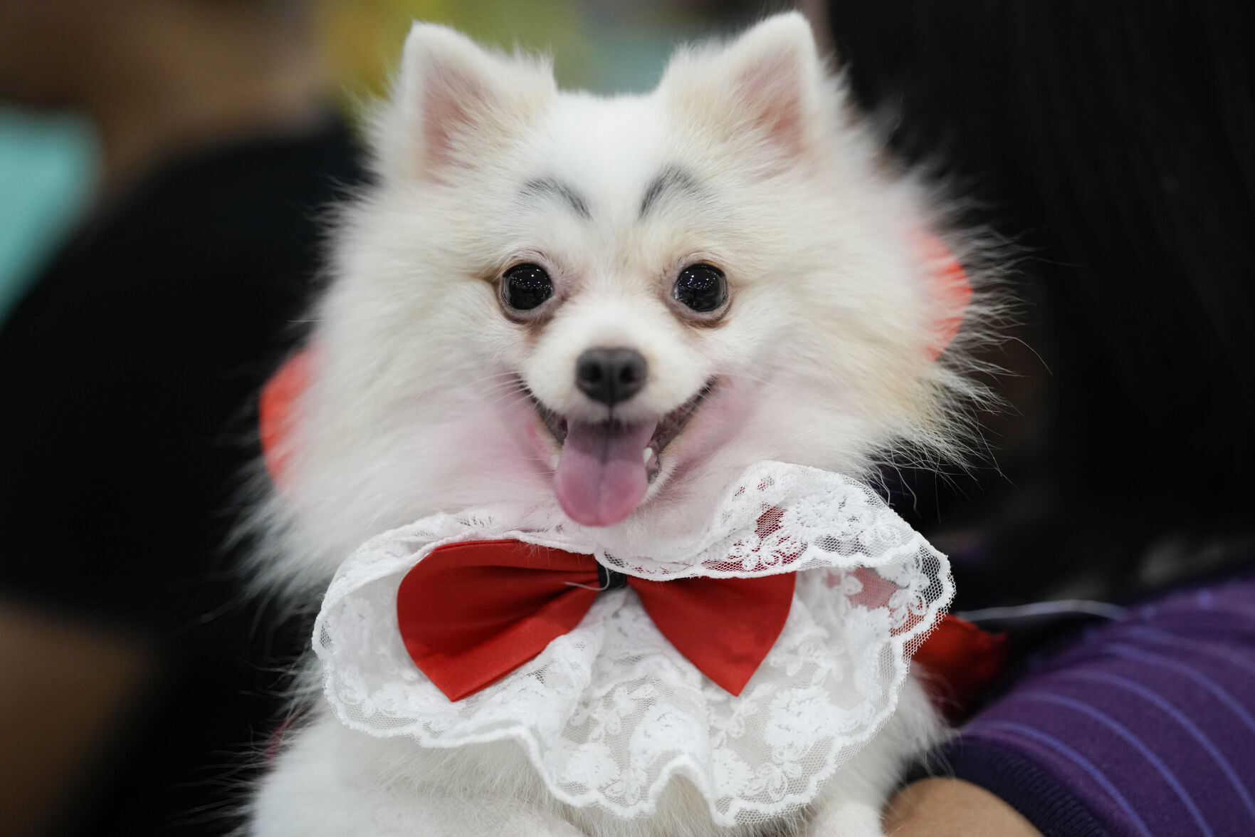 APTOPIX Philippines Halloween Animals